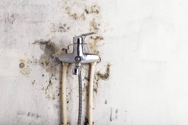 Best Mold Remediation  in Riverside, IL